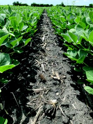 Right: Sonic Boom (PRE) at 21 fl oz/A fb Liberty herbicide + EverpreX® herbicide (POST) 14 days after application