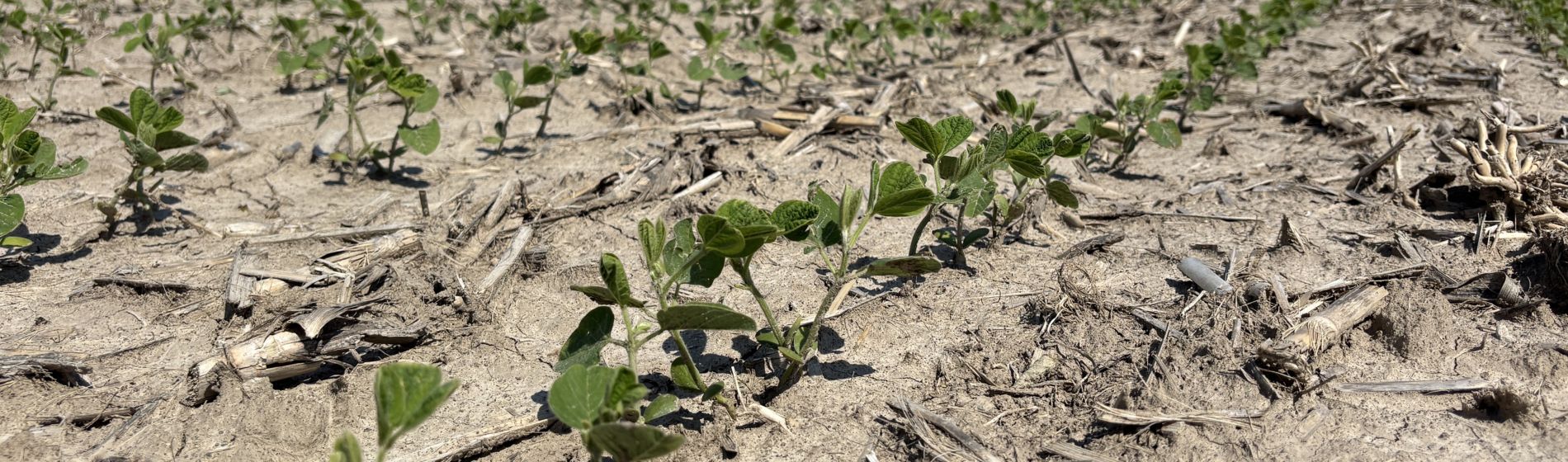 early season soybeans