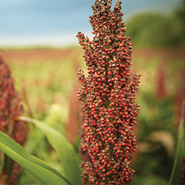 Up close of mature sorghum