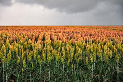 Sorghum Banner