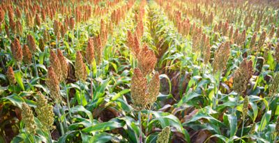 Sorghum Hybrids | Pioneer® Seeds