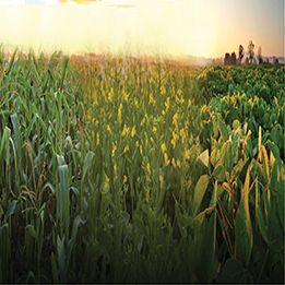 Soy, corn and canola fields