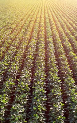 Soybean rows