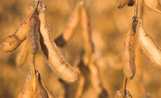 Soybean pod close-up