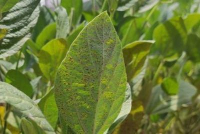 IMG-Soy_leaf_GL_New