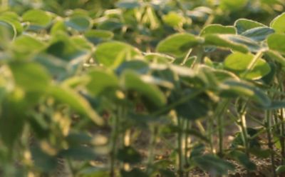 Soyabeans FirstRate Image