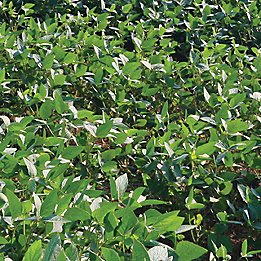 Weed-free soybean field