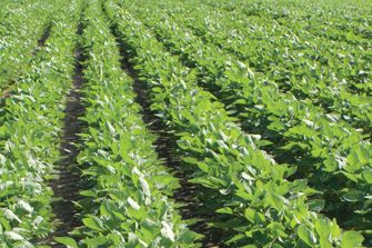 Soybeans in rows