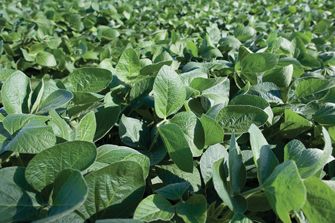Soybeans in rows