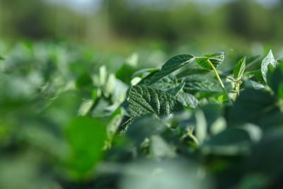 soybean close up