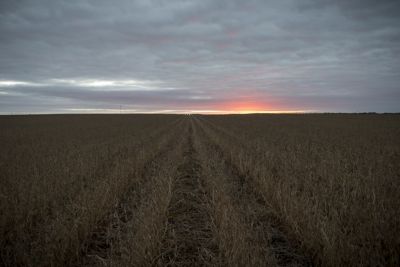 Soybean harvest in IL