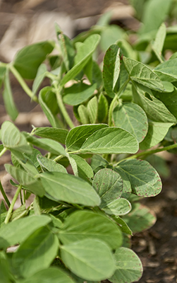 Soybean close up