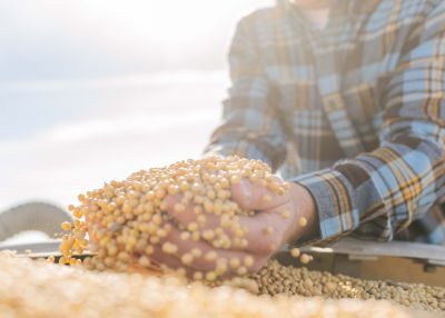 Soybean Buying Guide