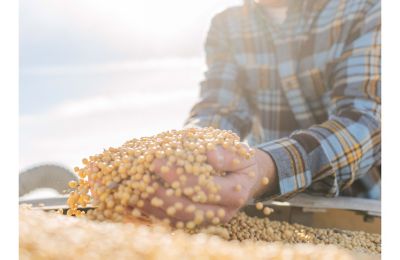 The Number One Soybean