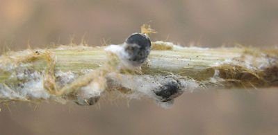 soybean white mold