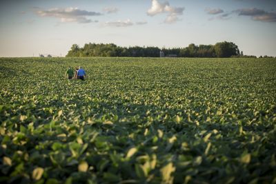 Soybean field midseason