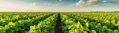 soybean rows