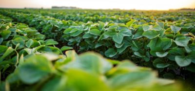 Soybean field - closeup - midseason