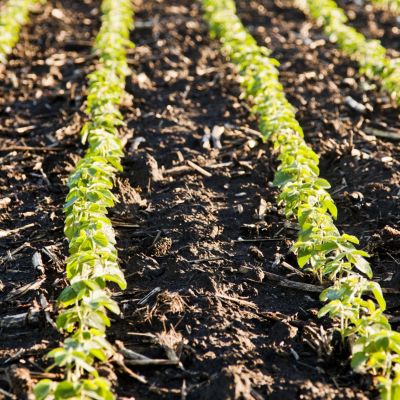 Image of soybean field