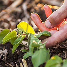 Image of close up of hand touching young soybean plant in field