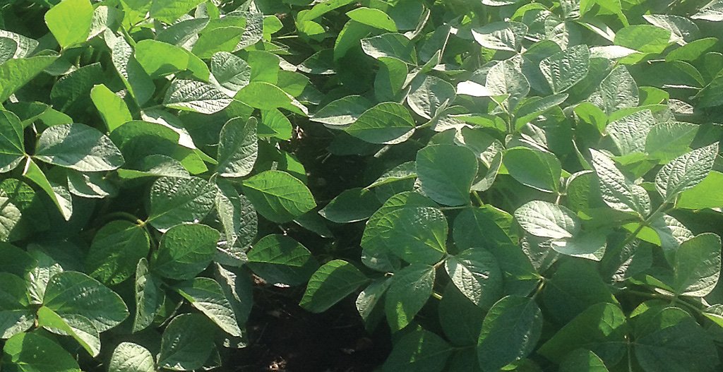 Healthy soybean leaves