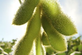 Soybean pod close-up
