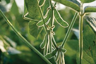 Soybean pod close-up