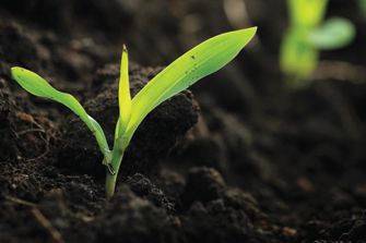 Corn seedling close-up