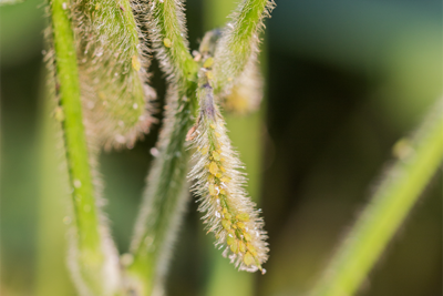soybean pods