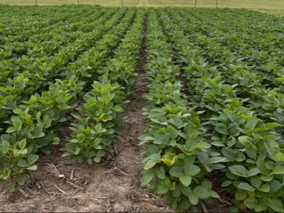 Soybean field