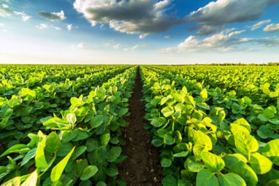 Soilbean field