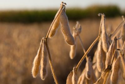 close up of soybean pods