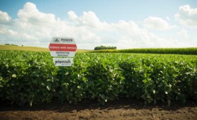Soybean field with Pioneer sign