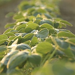 Soybeans_3