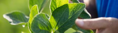 Soybean - closeup - leaf in field