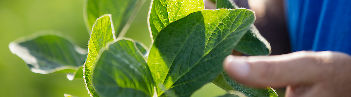 Soybean - closeup - leaf in field