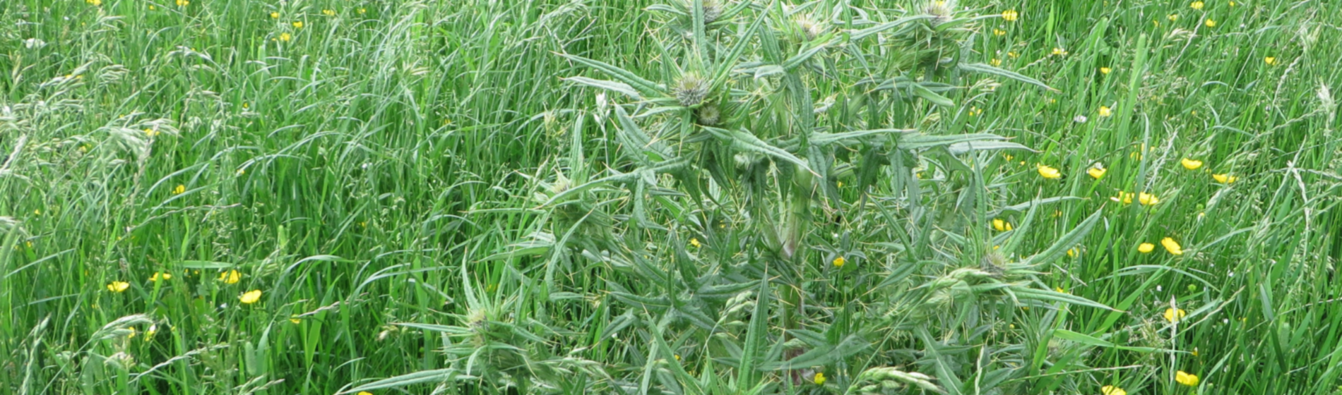 Spear thistle