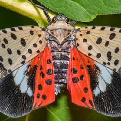 spotted lantern fly