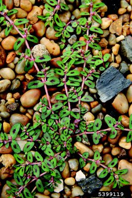 Spotted spurge