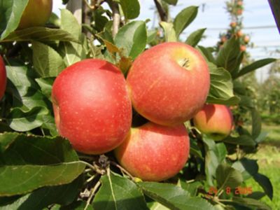 Healthy cabbage roots