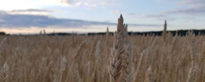 IMG-Spring_wheat_field_1500x600-Corteva-EU-GB-V1