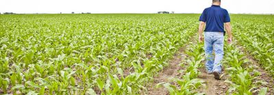Man walking early corn rows, Nitrogen Stabilizers portfolio 