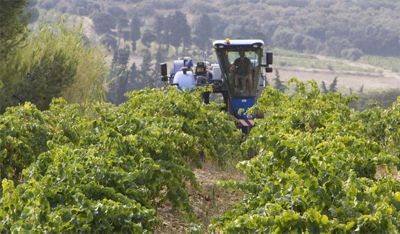 Stratégie et prévention de mildiou de la vigne