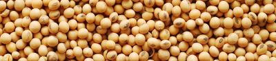 soy beans