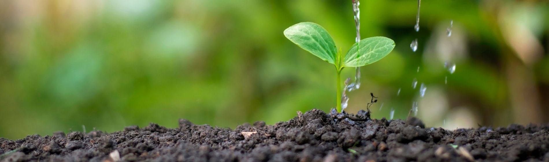 Suelo productos biológicos