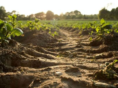 Suelo productos biológicos campo