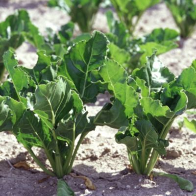 brassica crop