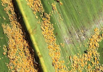 Sorghum Aphid Management