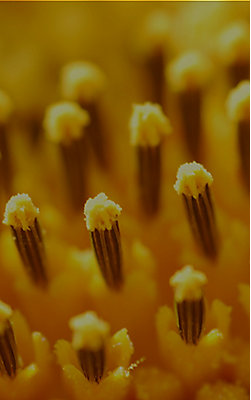Extreme closeup of sunflower