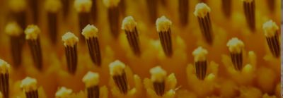Extreme closeup of sunflower